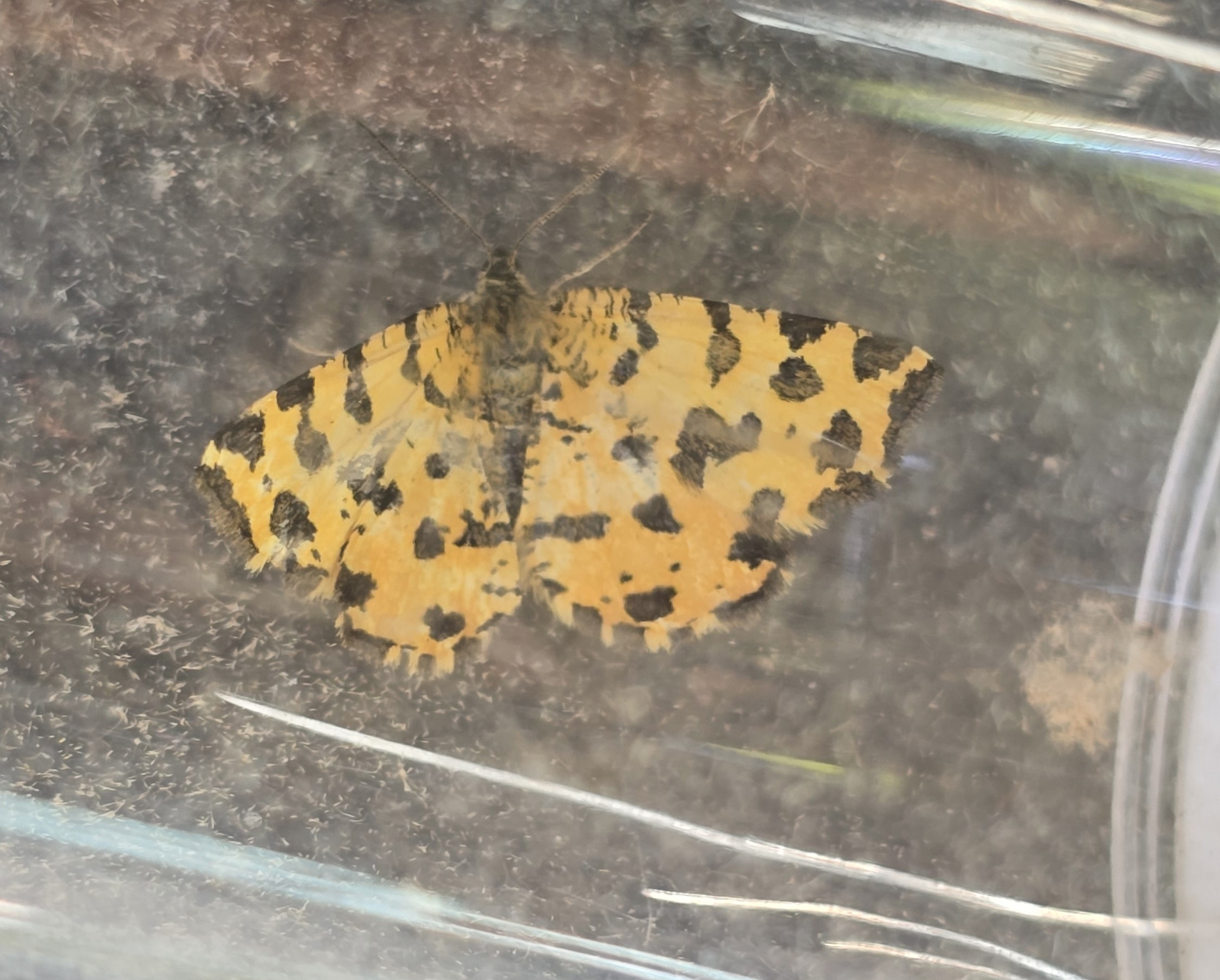 Photo of Speckled Yellow (Pseudopanthera macularia)